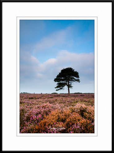 Ellingham Tree